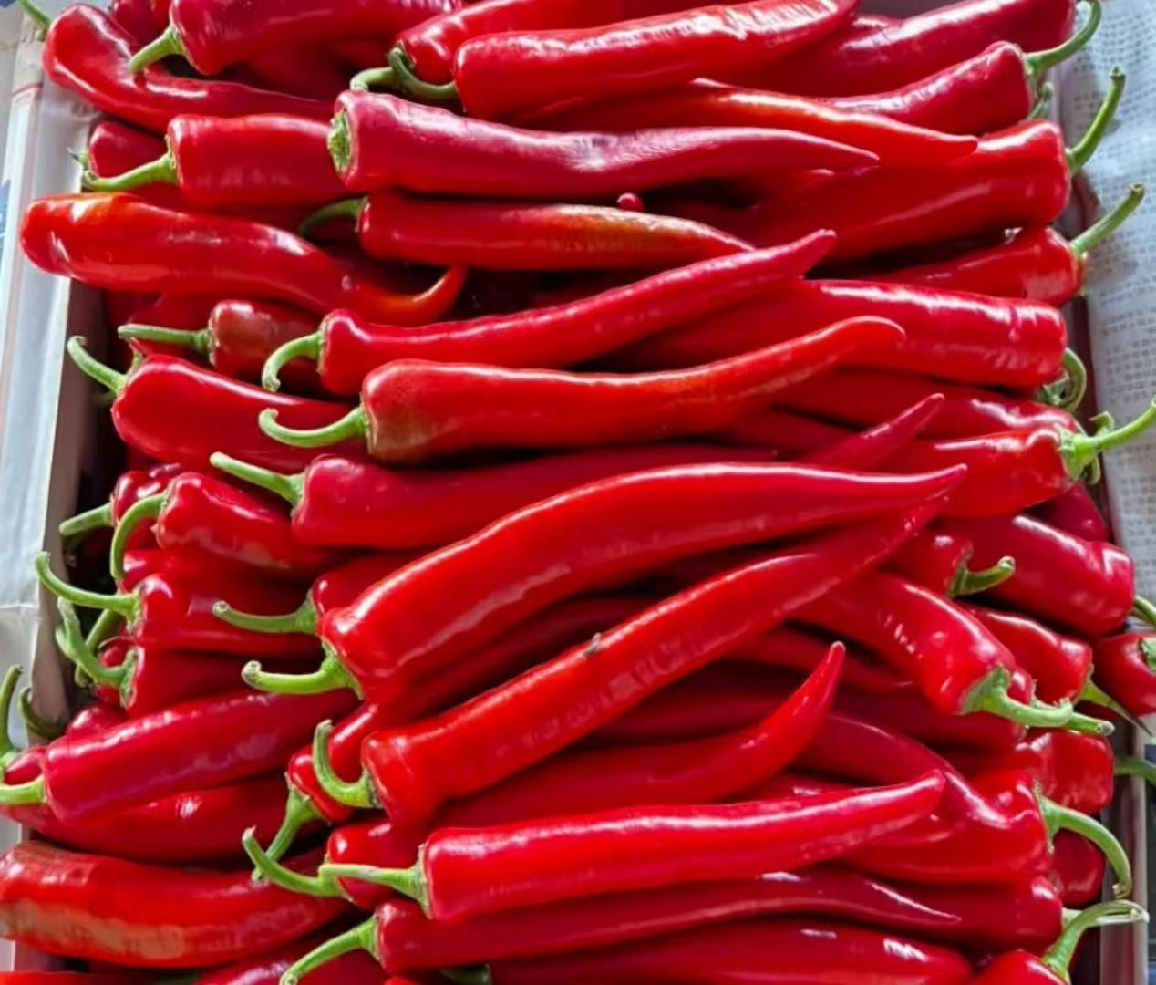 High Spice, Sun-Ripened, Premium Quality Vibrant Crimson Red Peppers