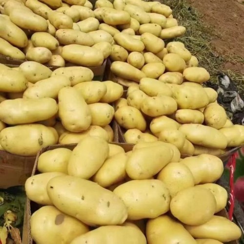 Food Chain Top Quality Farm Fresh Potatoes