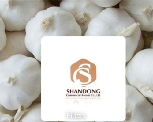 Premium Export Quality White Garlic Bulbs