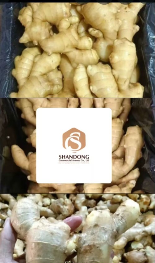 High Grade, Aromatic and Nutrient Rich Fresh Golden Ginger