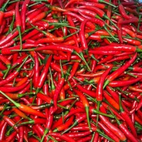 High Spice, Sun-Ripened, Premium Quality Vibrant Crimson Red Peppers