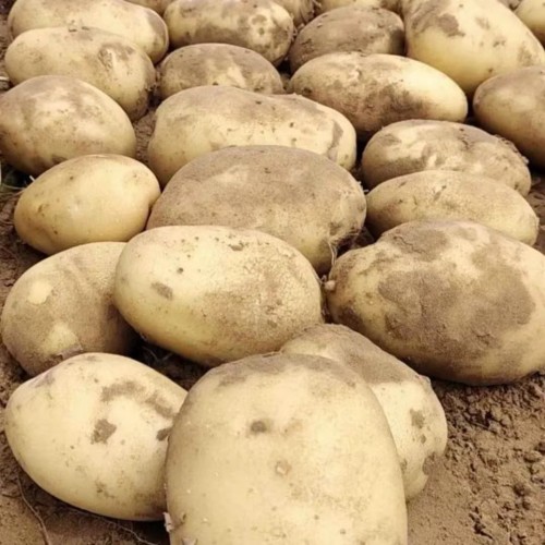 Food Chain Top Quality Farm Fresh Potatoes