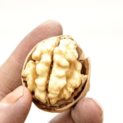 Freshly Harvested, Nutrient Rich Premium Quality Walnuts