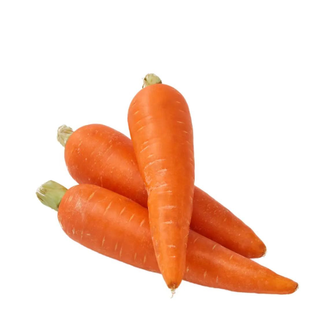 HIgh End Export Quality Fresh Carrots