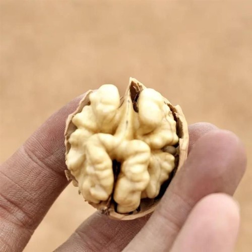 Freshly Harvested, Nutrient Rich Premium Quality Walnuts