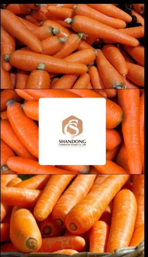 HIgh End Export Quality Fresh Carrots