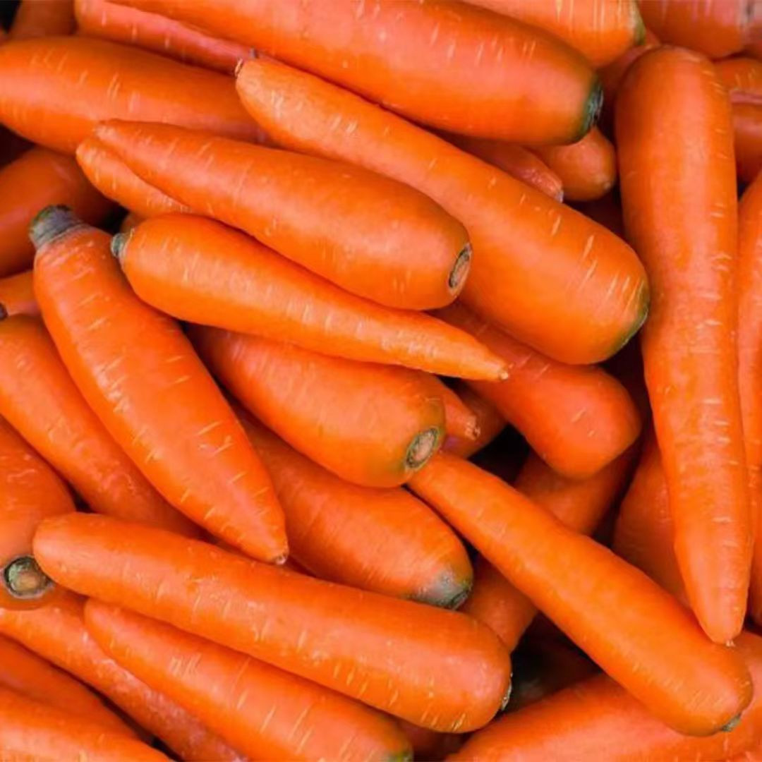 HIgh End Export Quality Fresh Carrots