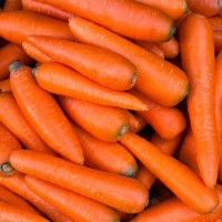 HIgh End Export Quality Fresh Carrots