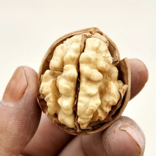 Freshly Harvested, Nutrient Rich Premium Quality Walnuts