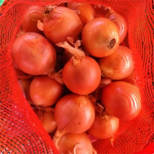 High Quality Harvested Onions for Wholesale Trade, Restaurants, and Retail Supply with Long Shelf Life