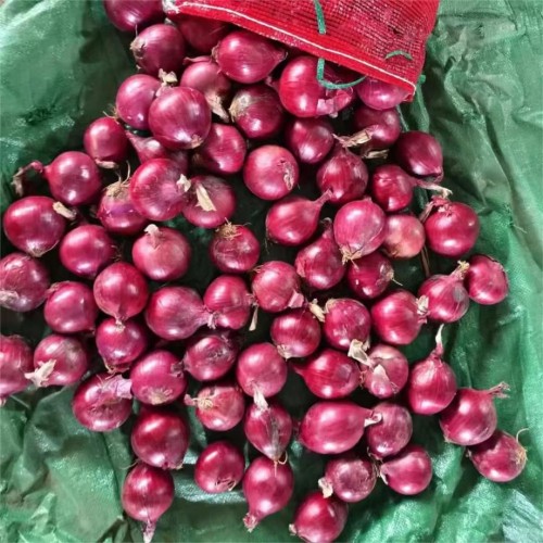 High Quality Harvested Onions for Wholesale Trade, Restaurants, and Retail Supply with Long Shelf Life